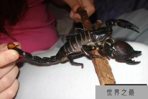 世界上最大的蝎子 蝎子中的巨无霸(非洲帝王蝎)
