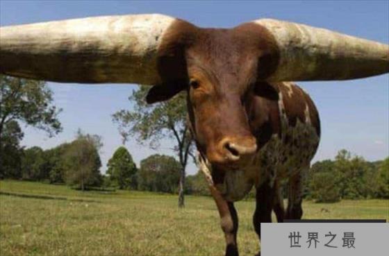 世界上最大的牛角 曾有人出价180万 (重达180斤)