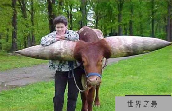 世界上最大的牛角 曾有人出价180万 (重达180斤)