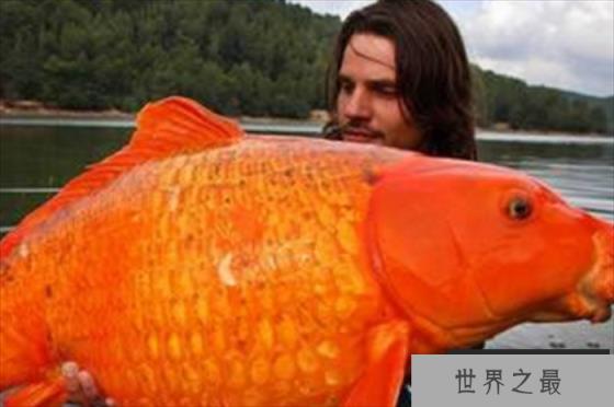 世界上最大的金鱼 光是长就超过了1米 (30斤重)