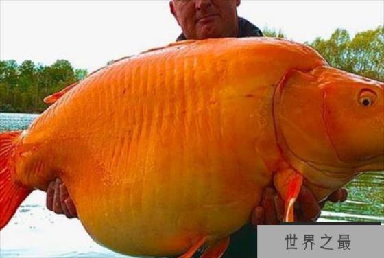 世界上最大的金鱼 光是长就超过了1米 (30斤重)