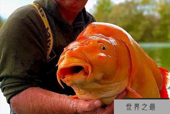 世界上最大的金鱼 光是长就超过了1米 (30斤重)