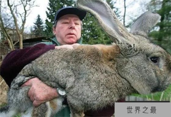 世界上最胖的兔子 英国的大流士兔(重达45斤)