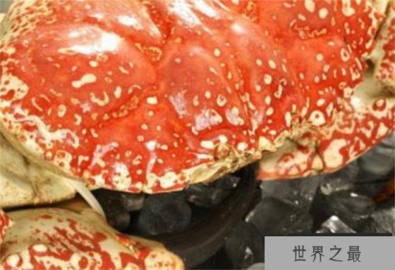 世界上最重的蟹 外壳就像洗脸盆(皇帝蟹)