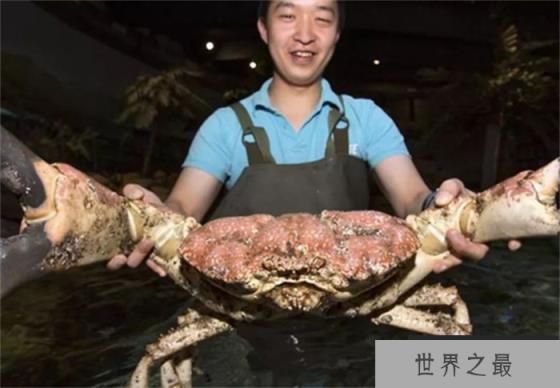 世界上最重的蟹 外壳就像洗脸盆(皇帝蟹)