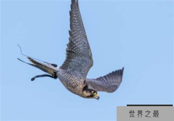 世界上飞行最快的鸟 比飞机还快(游隼)