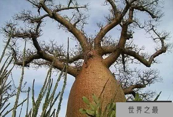 轻木是世界上生长最快的树 一年能长5米左右