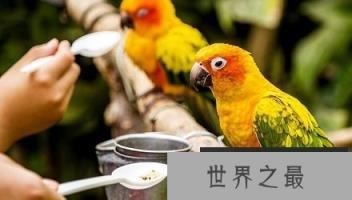 鹦鹉的语言能力相当于4-5岁的儿童