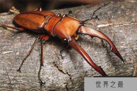 世界上最值钱的6种昆虫，个个都是天价