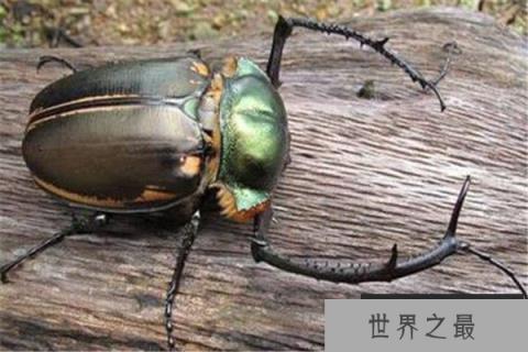 世界上最值钱的6种昆虫，个个都是天价