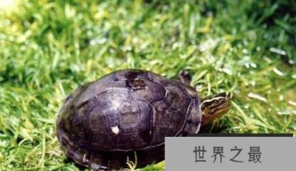 世界上最珍贵的龟，当属中国的云南闭壳龟