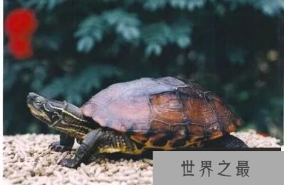 世界上最珍贵的龟，当属中国的云南闭壳龟