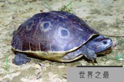世界上最珍贵的龟，当属中国的云南闭壳龟