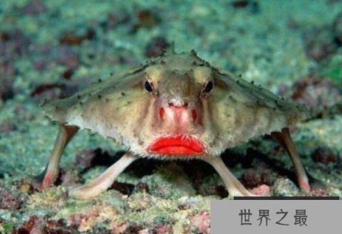 它是世界上最妖娆的鱼 红唇蝙蝠鱼靠胸鳍游走