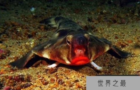 它是世界上最妖娆的鱼 红唇蝙蝠鱼靠胸鳍游走