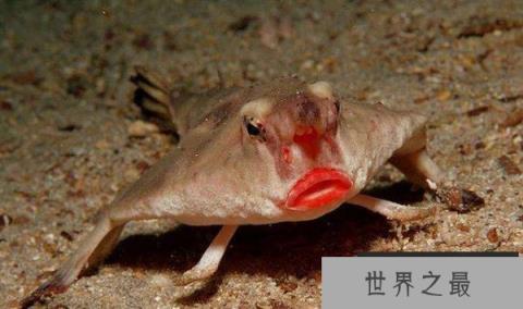 它是世界上最妖娆的鱼 红唇蝙蝠鱼靠胸鳍游走