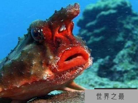 它是世界上最妖娆的鱼 红唇蝙蝠鱼靠胸鳍游走
