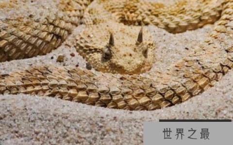 世界上最怪异的十种蛇