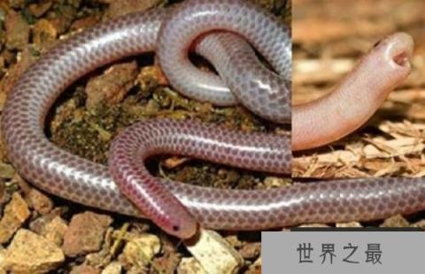 世界上最怪异的十种蛇