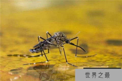 世界上毒性最强的蚊子当属花斑蚊 传播登革热