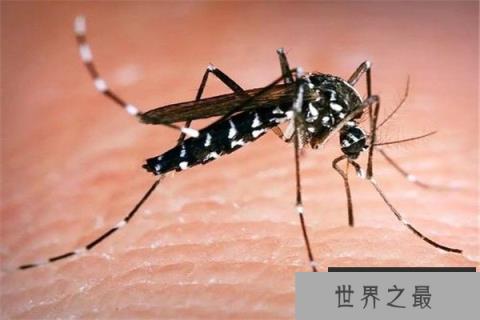 世界上毒性最强的蚊子当属花斑蚊 传播登革热