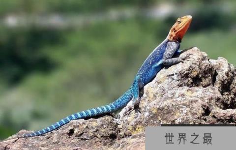 世界上最漂亮的5种蜥蜴 彩虹飞蜥榜上有名