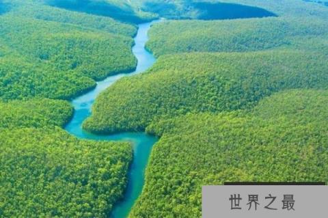 世界上最大的蝌蚪体长达25厘米 它就是巨型蝌蚪 世界上最大的蝌蚪体长达25厘米 它就是巨型蝌蚪