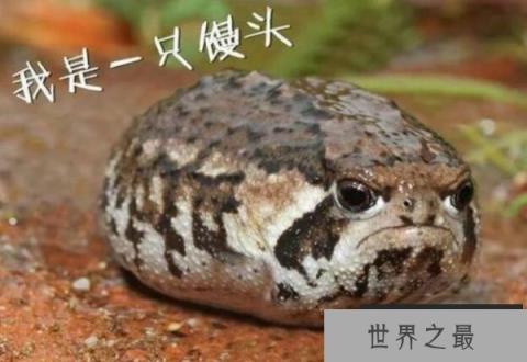 世界上最可爱的青蛙 馒头蛙呆萌超可爱