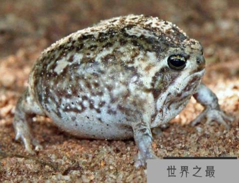 世界上最可爱的青蛙 馒头蛙呆萌超可爱