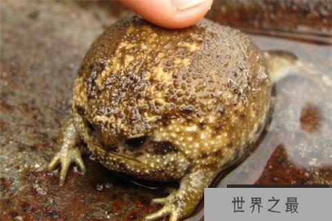 世界上最可爱的青蛙 馒头蛙呆萌超可爱