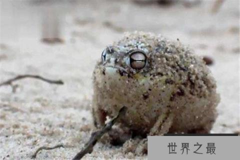 世界上最可爱的青蛙 馒头蛙呆萌超可爱