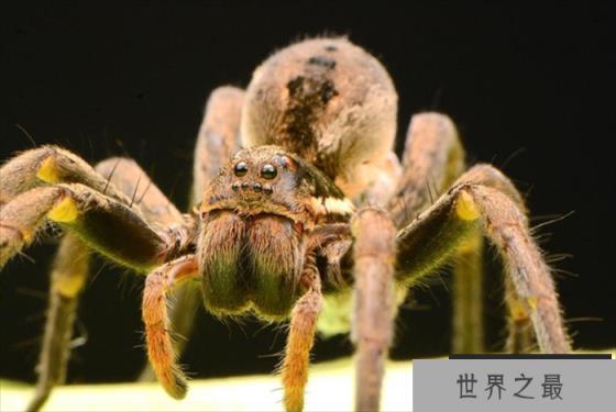 世界上最大的蜘蛛基本和拳头大小差不多还长了8个眼睛