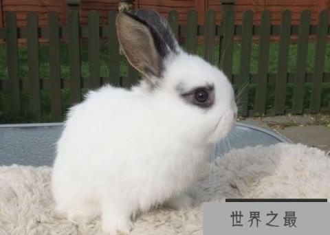 世界上最小的兔子 荷兰侏儒兔小巧可爱