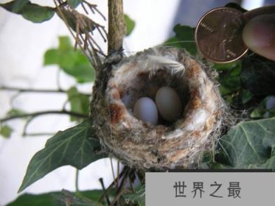 世界上最小的蛋 蜂鸟蛋重量仅有0.2克
