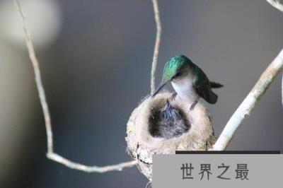 世界上最小的蛋 蜂鸟蛋重量仅有0.2克