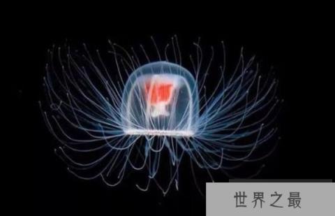 世界上最长寿的水母 灯塔水母能长生不死