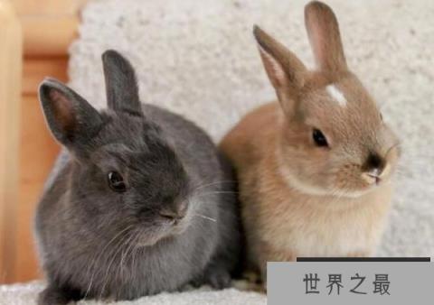世界上最小的兔子 荷兰侏儒兔小巧可爱