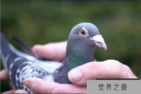 世界上最贵的信鸽 阿曼多售价125万欧元