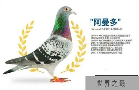 世界上最贵的信鸽 阿曼多售价125万欧元