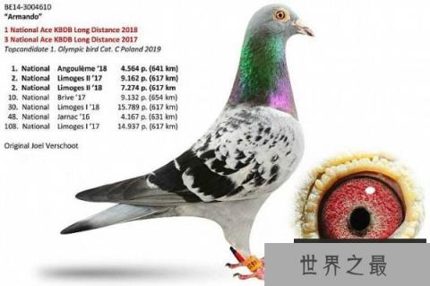 世界上最贵的信鸽 阿曼多售价125万欧元