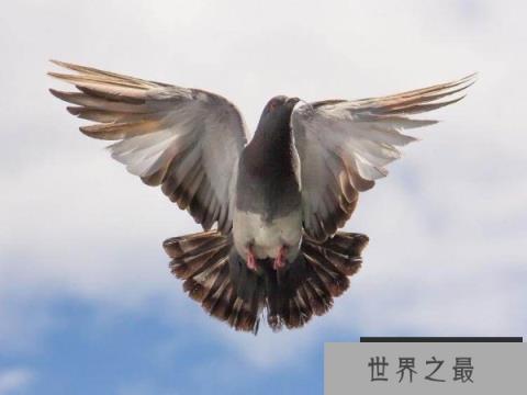 世界上最贵的信鸽 阿曼多售价125万欧元