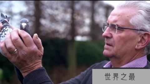 世界上最贵的信鸽 阿曼多售价125万欧元