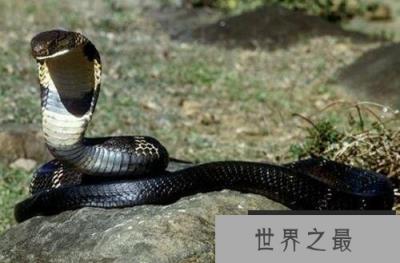地球上十大攻击性最强的蛇