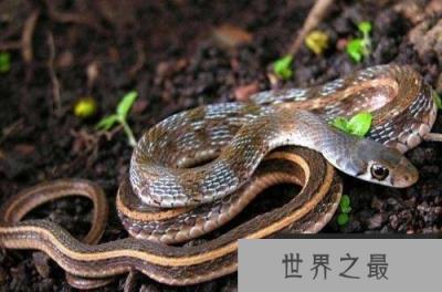 地球上十大攻击性最强的蛇