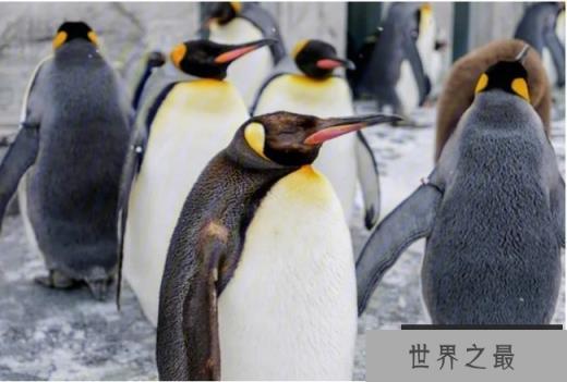 世界十大企鹅种类 帽带企鹅最容易辨认(体长72厘米)