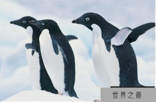 世界十大企鹅种类 帽带企鹅最容易辨认(体长72厘米)