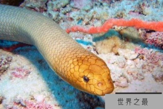 世界十大最毒的海蛇 裂颏海蛇毒性最强(长100厘米)