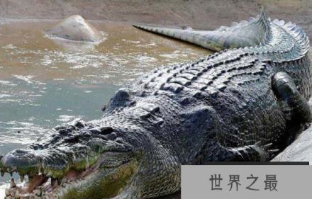 咸水鳄 咸水鳄