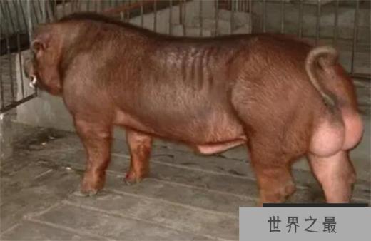 世界上最强壮的猪 杜洛克猪体质比较结实(可以放养) 世界上最强壮的猪 杜洛克猪体质比较结实(可以放养)