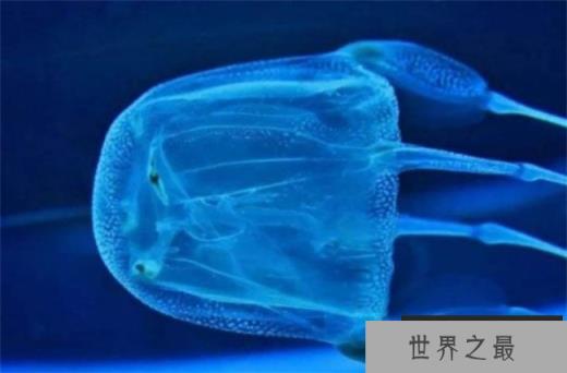 世界上最毒的海洋生物 澳洲方水母(携带剧毒)